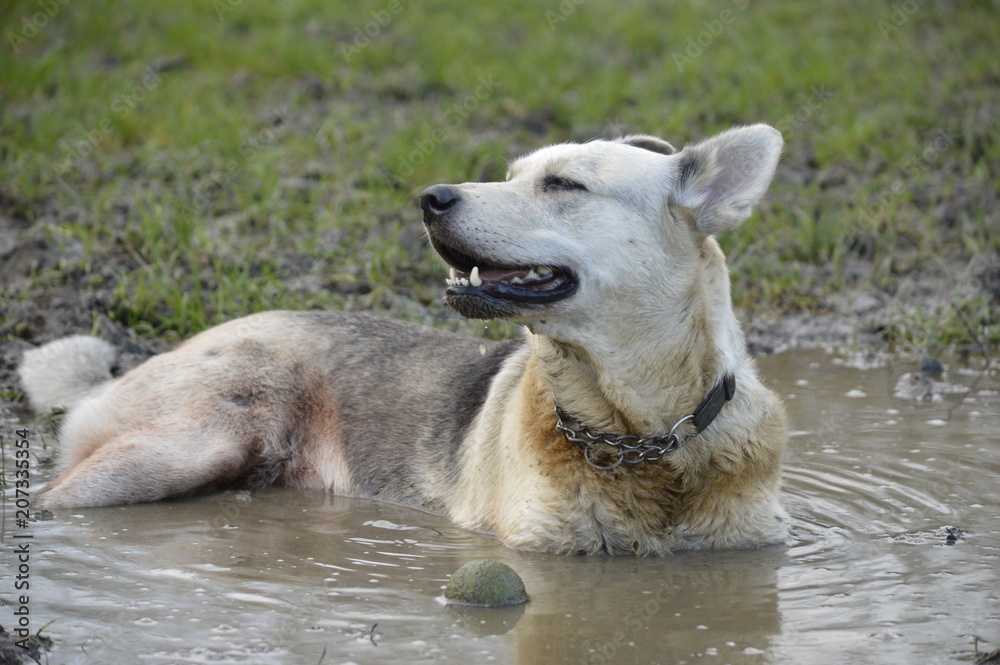 Playful dog laying in a muddy puddle, loving getting mucky and dirty