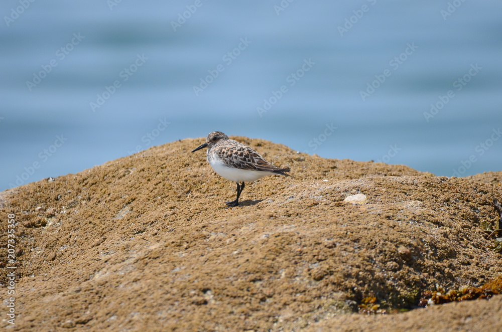Bécasseau sanderling (Calidris alba) Bécasseau sanderling (Calidris alba)