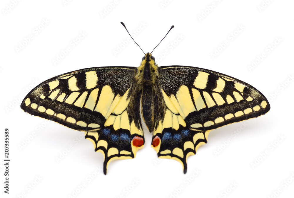 Old World Swallowtail (Papilio machaon) butterfly. Old World Swallowtail (Papilio machaon) butterfly.