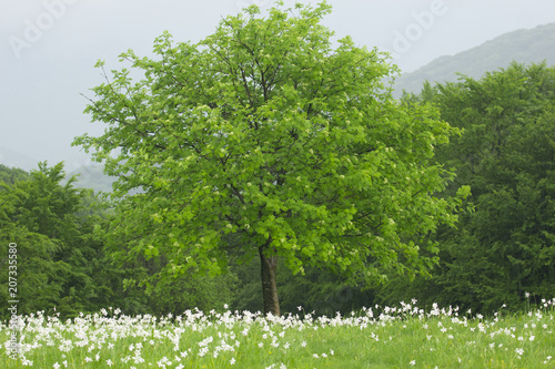 Fototapeta Naklejka Na Ścianę i Meble -  Albero e narcisi fioriti