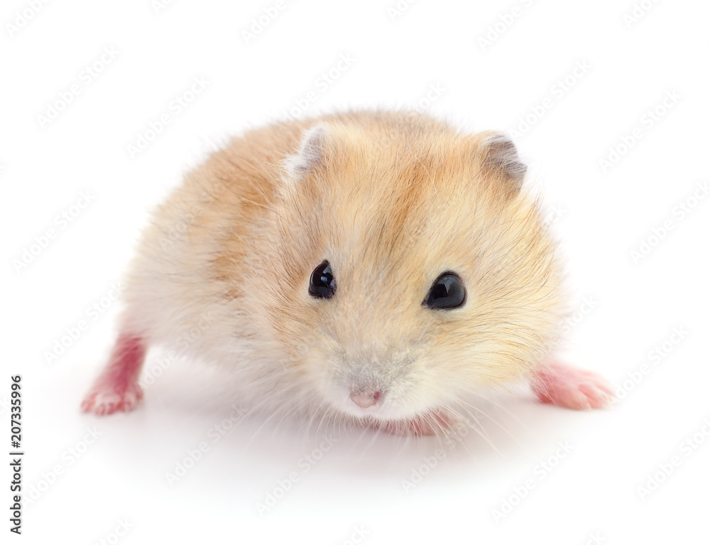 Small domestic hamster. Small domestic hamster.
