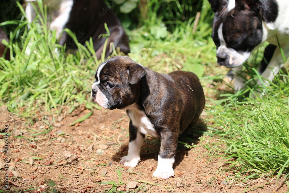 5 week old Boston terrier