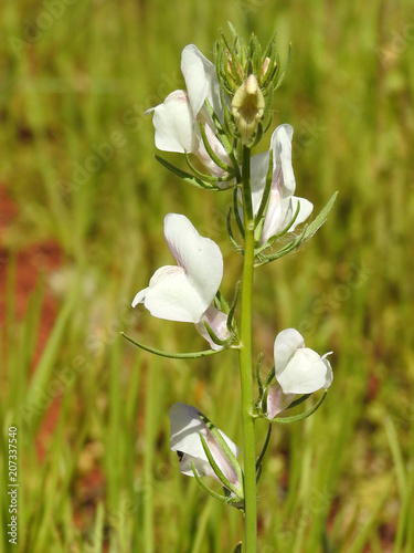 Pale Weasel's-Snout (Misopates calycinum) photo