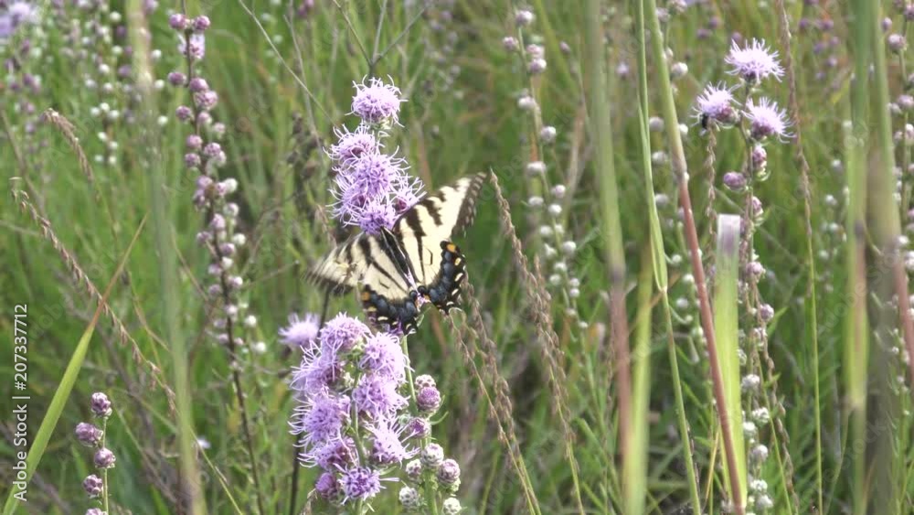 Yellow swallowtail butterfly moves about on prairie blazing star flowers for nectar. Yellow swallowtail butterfly moves about on prairie blazing star flowers for nectar.