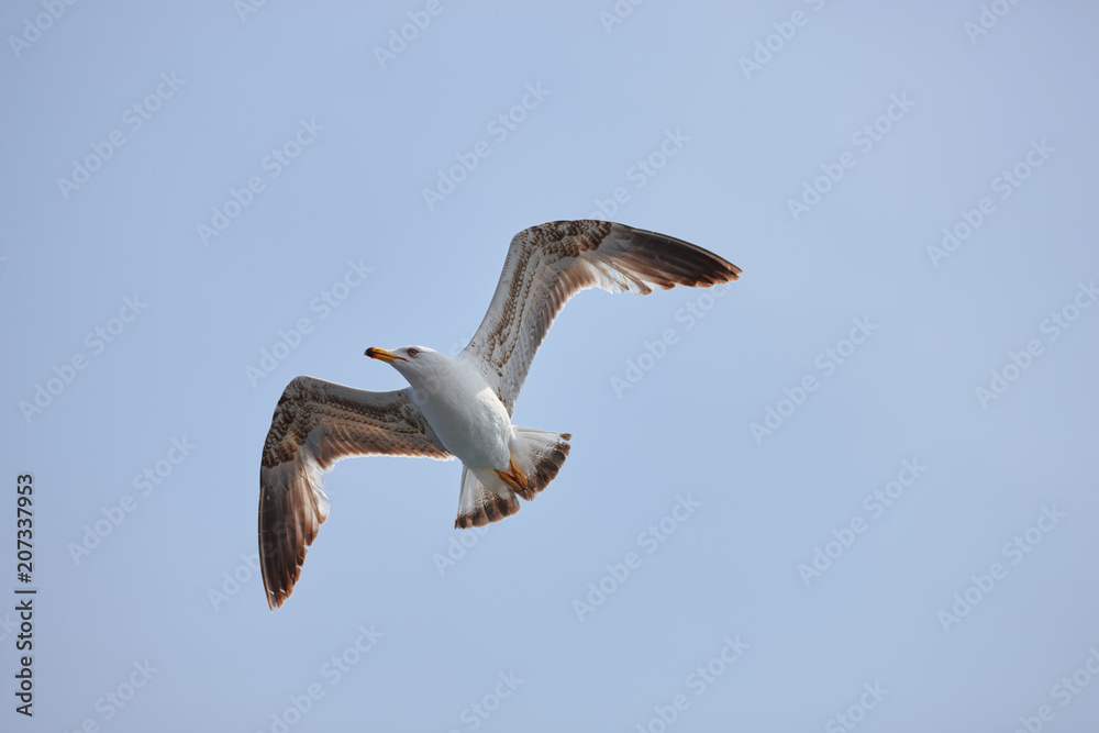The white seagull soars flying against the background of the blue sky, clouds and mountains. The seagull is flying. The white seagull soars flying against the background of the blue sky, clouds and mountains. The seagull is flying.