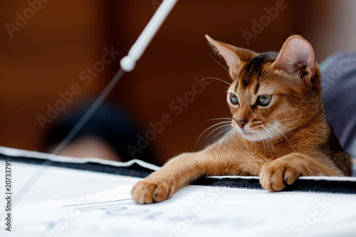 Foto abyssinian cat plays with toy long ears and short hair