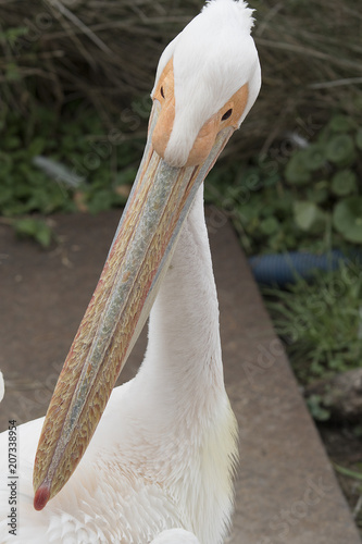 pelicanus photo