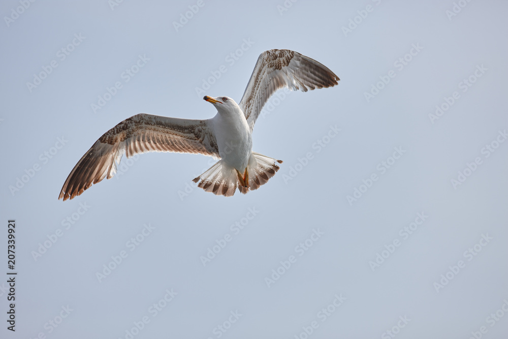 The white seagull soars flying against the background of the blue sky, clouds and mountains. The seagull is flying. The white seagull soars flying against the background of the blue sky, clouds and mountains. The seagull is flying.