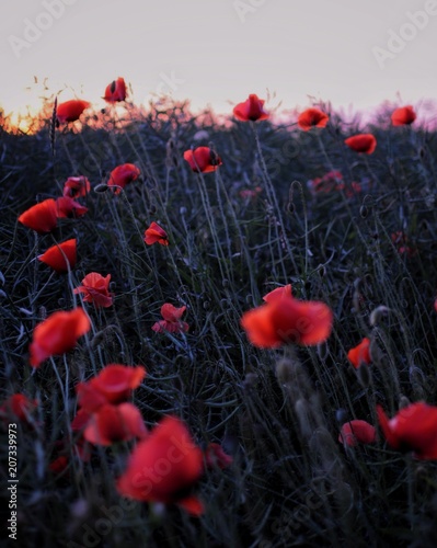 field of red flanders poppy, corn poppy flowers.