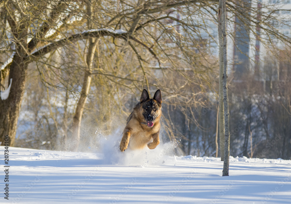 German Shepherd plays in the snow German Shepherd plays in the snow