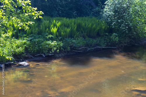 The riverbed of the forest river, illuminated by the spring sun.