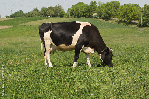 A cow grazes on a green meadow.