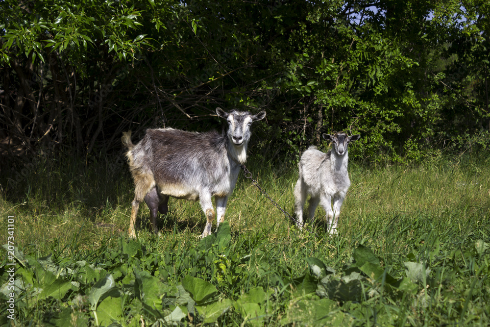 Two gray goats graze in the field on the green grass, near the forest. Mammalian animals are a mother with a child. Two gray goats graze in the field on the green grass, near the forest. Mammalian animals are a mother with a child.