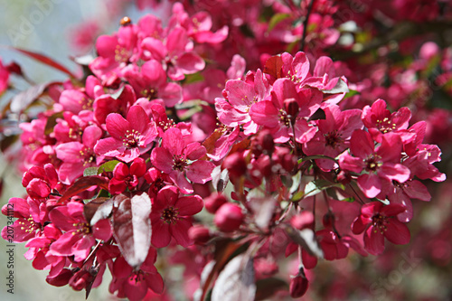 Rosa Blumen und Baum