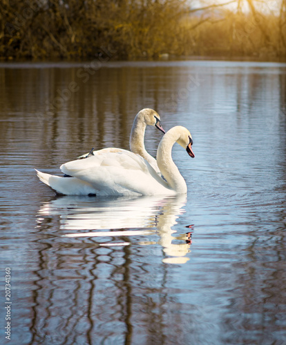 white swans on the river.