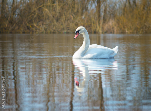 white swans on the river.