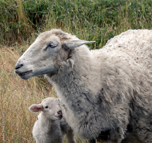 new lamb with mother