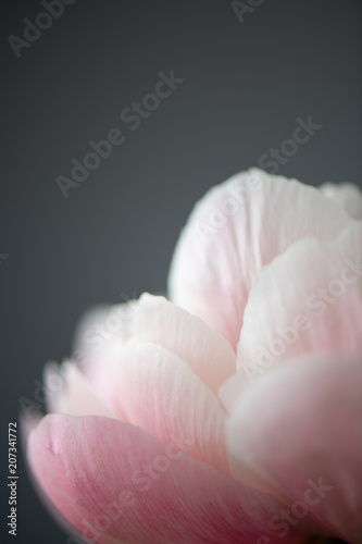 Macro of light pink peony petals with grey background.