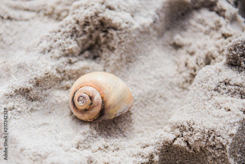 Close up of a light orange sea snail shell on sand.