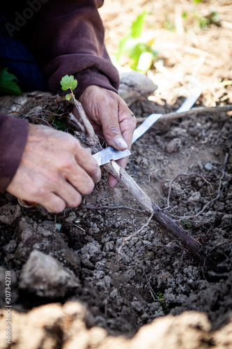 Grafting Grapevines