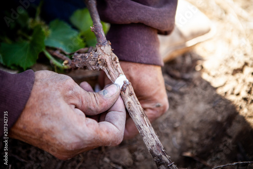 Grafting Grapevine