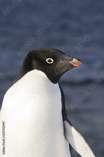 portrait of Adelie penguin standing on a slope against the background of the ocean off the coast of Anatrktika
