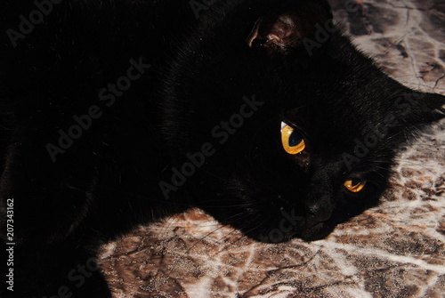 Gato preto de olhos amarelos deitado no chão photo