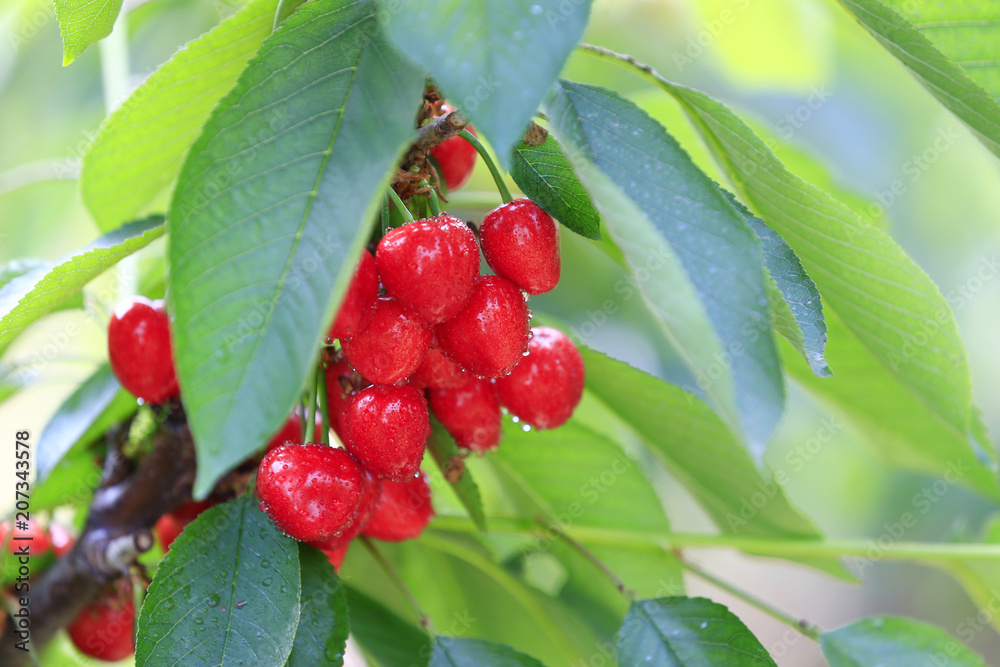 Ripe cherries in the orchard Ripe cherries in the orchard