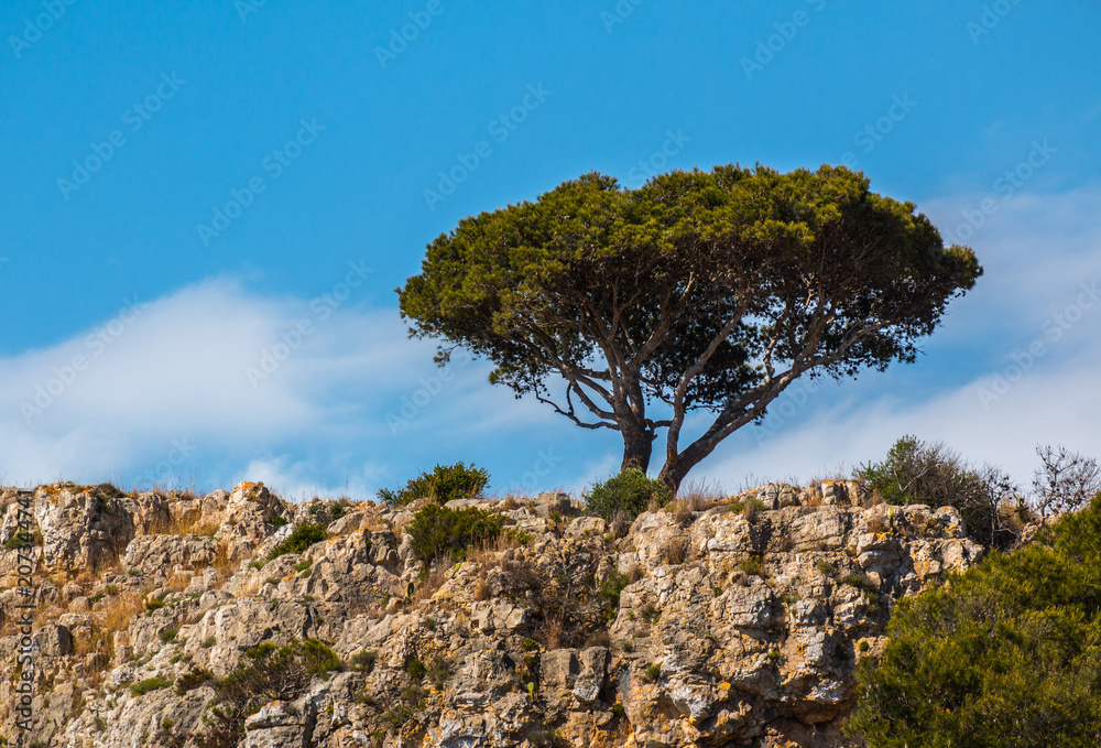 Rural landscape with singol maritime pine, south italy Rural landscape with singol maritime pine, south italy