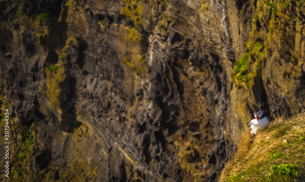 Dyrholaey - May 04, 2018: Wild Puffins in Dyrholaey, Iceland