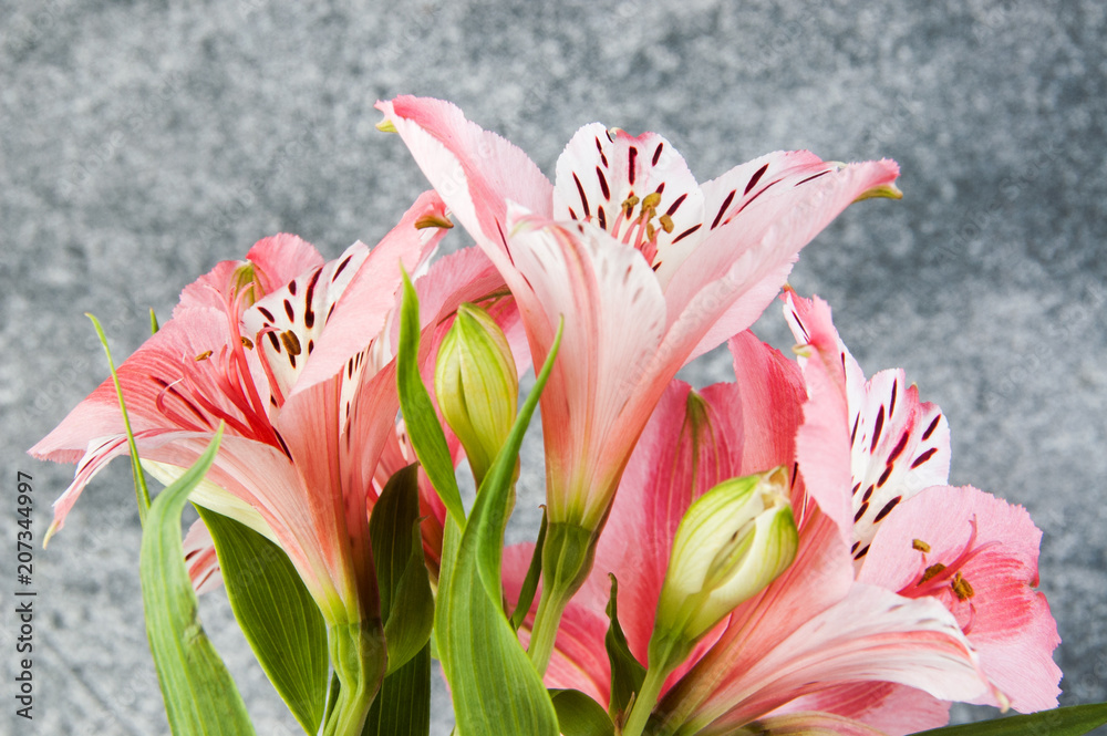 Pink alstroemeria, close up on gray background