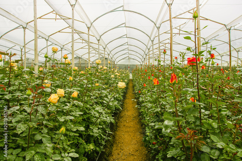Indoor view of beautiful white and red roses on greenhouses, production and cultivation of flowers