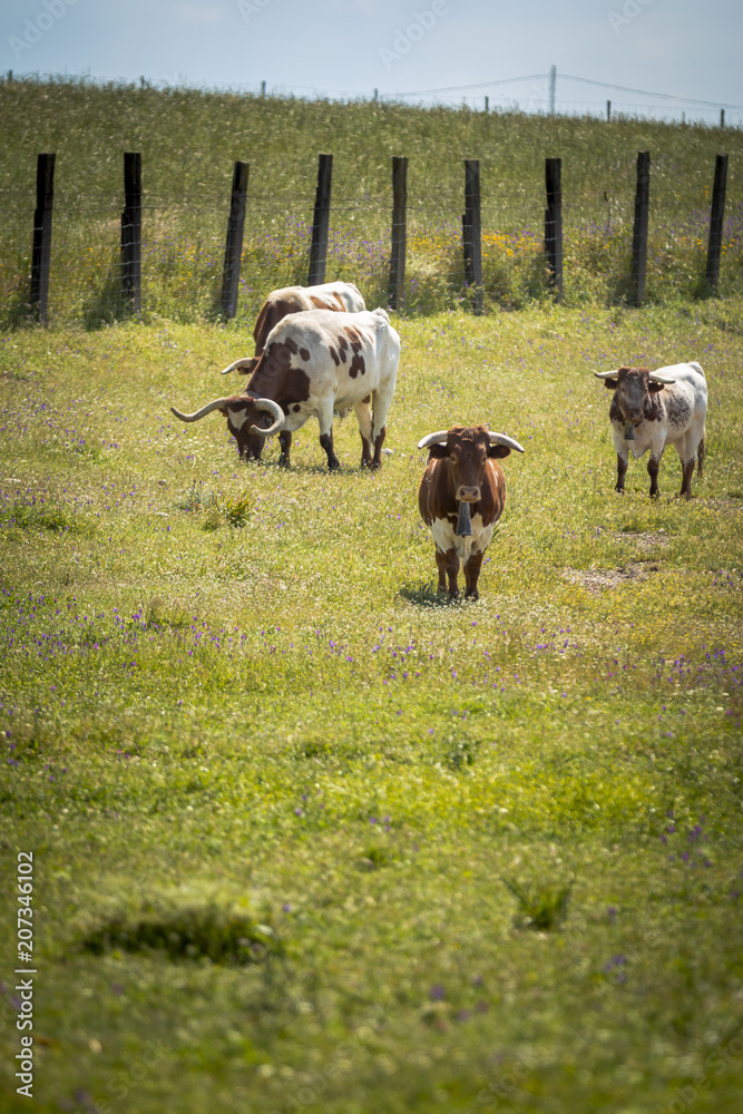 Obraz premium Beautiful cows grazing together on green field