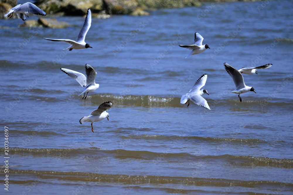 Seagulls fly in free Seagulls fly in free