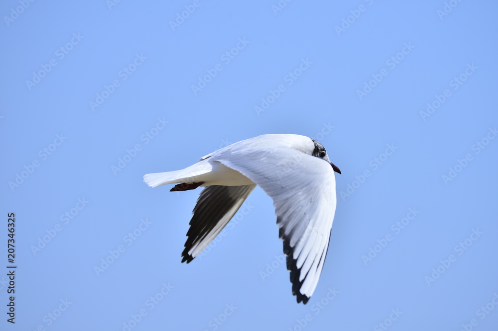 Obraz premium Seagulls fly in free
