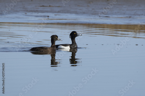 pair of tufted duck that are floating on the river in the spring on a sunny morning