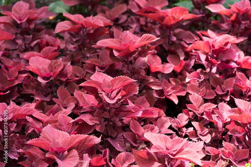 A plant with red leaves in Dallas city park on a summer day © photocinemapro