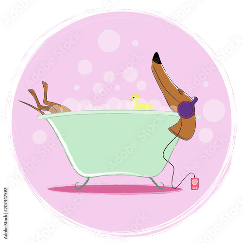 Dachshund in bath. Shower for dog. Water procedures for pet.