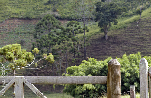 Farm gate with araucarias in the background