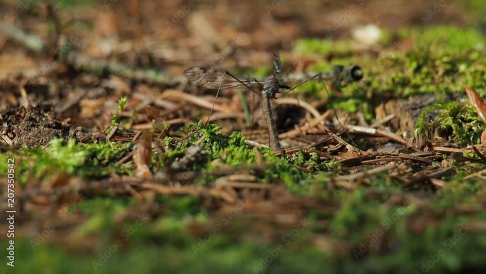 Crane fly - Tipula - laying eggs into a the damp moss in forest. Crane fly - Tipula - laying eggs into a the damp moss in forest.
