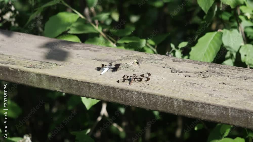 Two dragonflies share a spot in the summer sun.