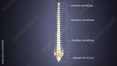 3D illustration of Spine - Part of Human Skeleton. 