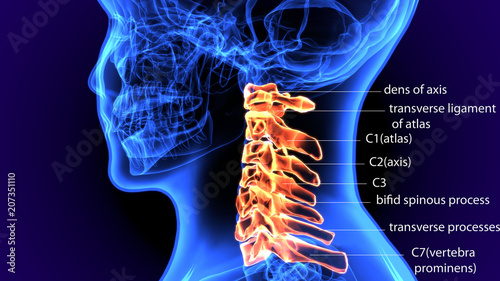 3D illustration of Cervical Spine - Part of Human Skeleton. 