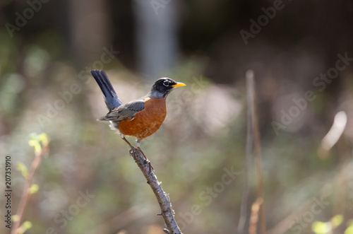 American Robin