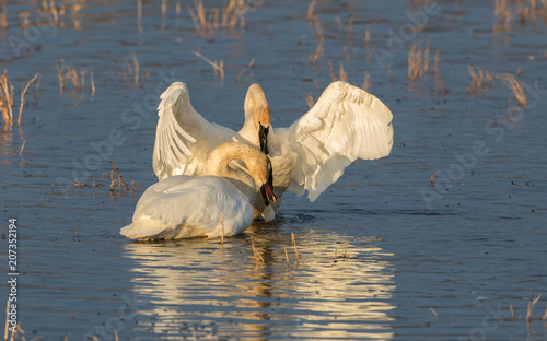 Fototapeta Naklejka Na Ścianę i Meble -  Trumpeter Swan Pair