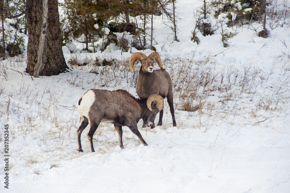 Naklejka premium Rocky Mountain NP