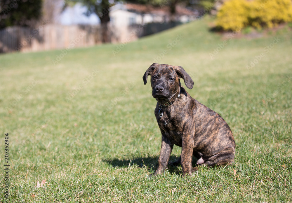 Puppy Puppy