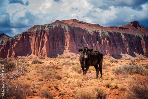Cathedral Valley, Capitol Reef National Park, Utah. A cow in the Cathedral Valley which offers exquisite views of sculptured monoliths with intriguing names such as the Temples of the Sun and Moon. 