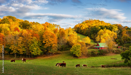 Fototapeta Naklejka Na Ścianę i Meble -  Autumn Appalachian farm at the end of the day - cows on back roads near Boone North Carolina