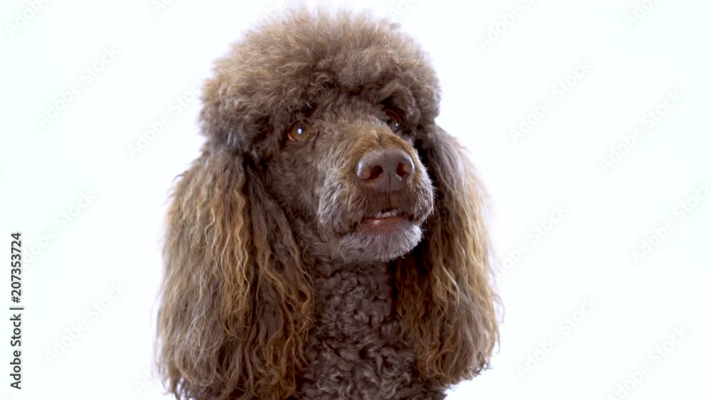 4K Close-Up Video Portrait of Brown Poodle On White Background 4K Close-Up Video Portrait of Brown Poodle On White Background